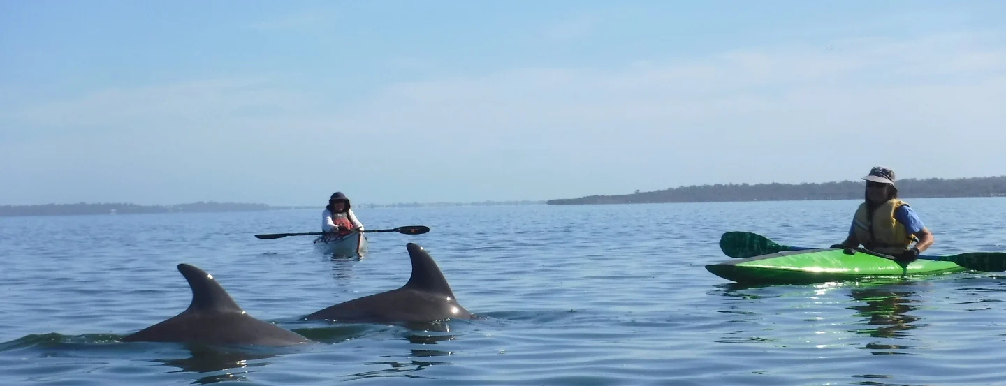 Two people kayaking on a tranquil sea with two dolphins swimming nearby. The sky is clear and the water is calm, creating a peaceful scene. The kayakers are wearing life vests, and the distant shoreline is visible.