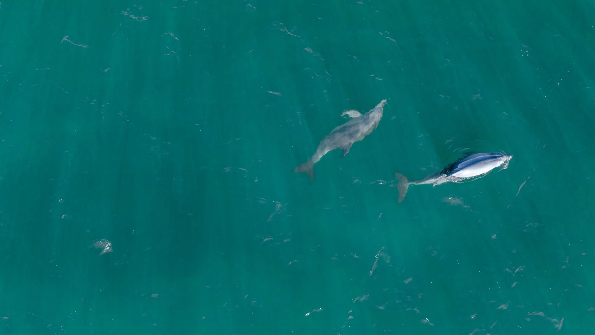 two dolphins swimming together in the ocean