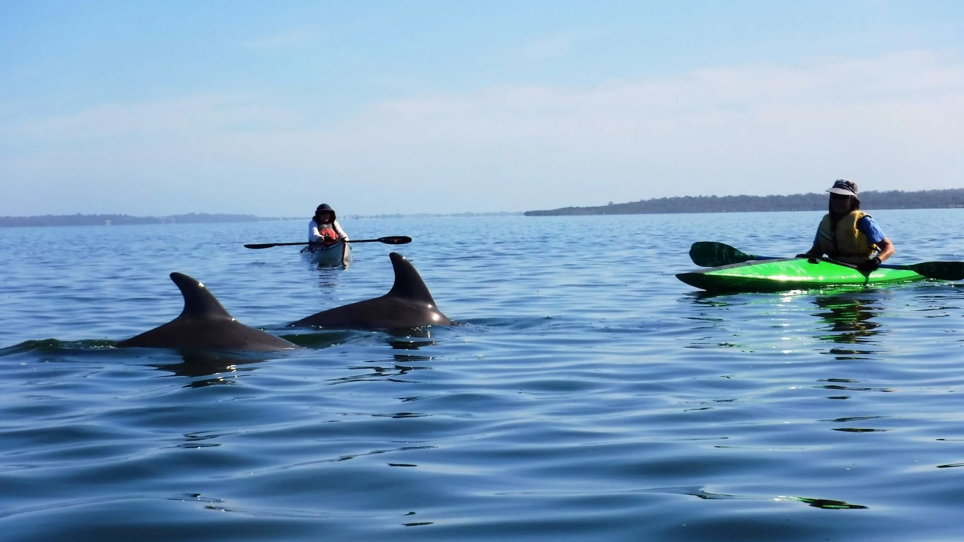 Two people in kayaks paddle near three dolphins swimming close to the surface in calm, blue estuary waters. The sky is clear, and a distant shoreline is visible.