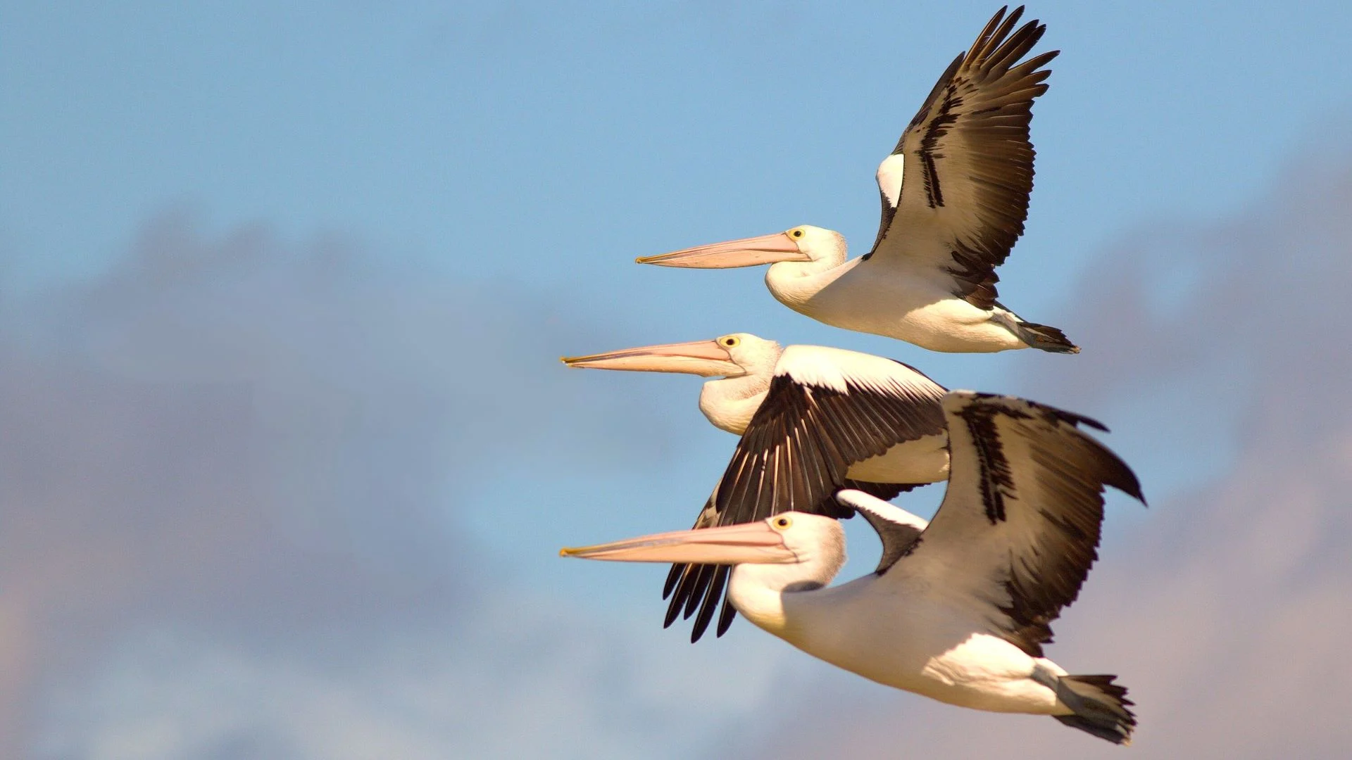 Three Australian pelicans soar through the sky in perfect formation, their large wings outstretched against a soft blue and cloud-streaked background. A stunning sight for birdwatching enthusiasts in Mandurah.