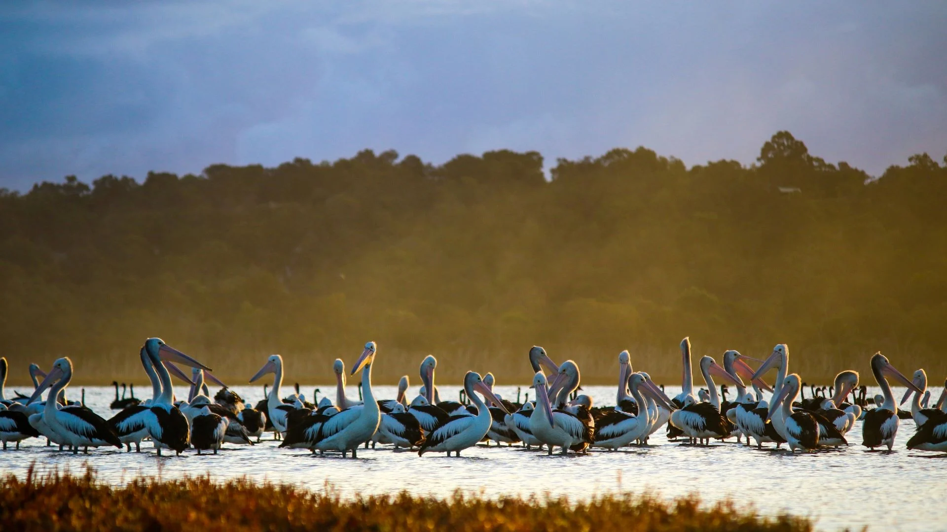 A group of pelicans stands together in shallow water at sunset. The distant shoreline is lined with dark trees under a cloudy sky that reflects soft hues on the waters surface.