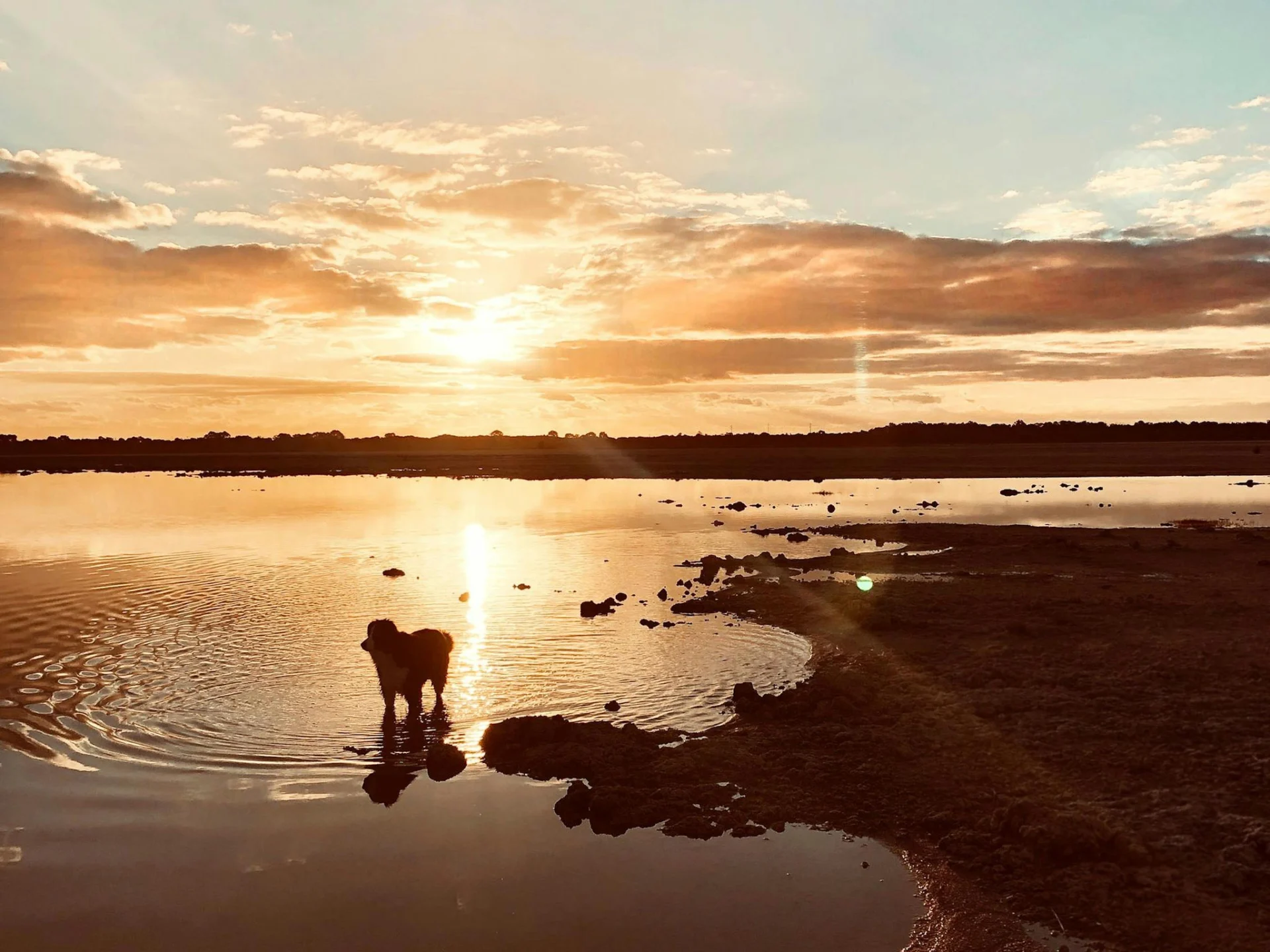 Dog stood in the salt lake at sunset.