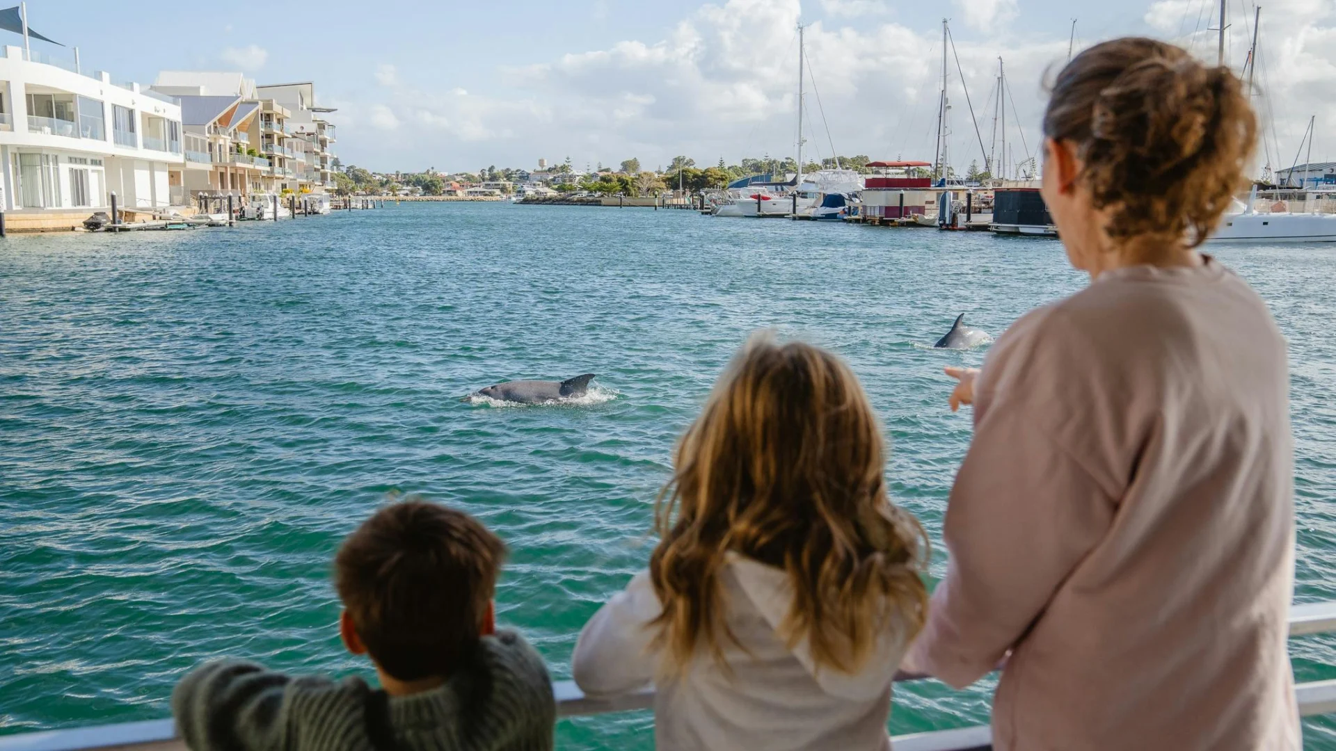 Watching dolphins from boat cruising Mandurah's Ocean Marina
