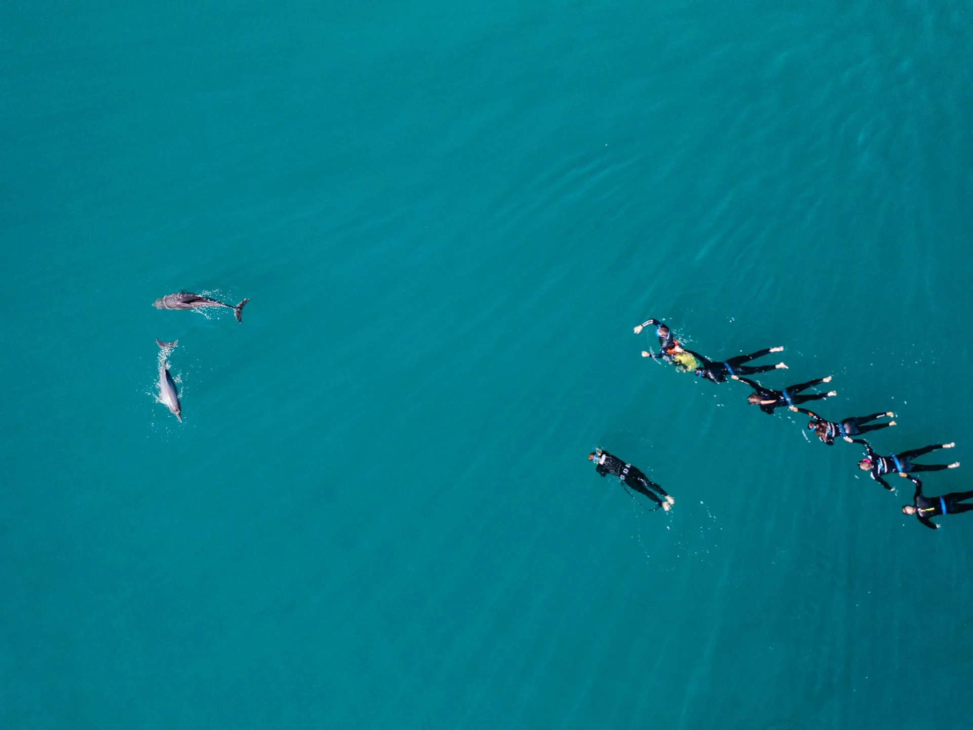 Swimming with dolphins with Perth Wildlife Encounters in Rockingham