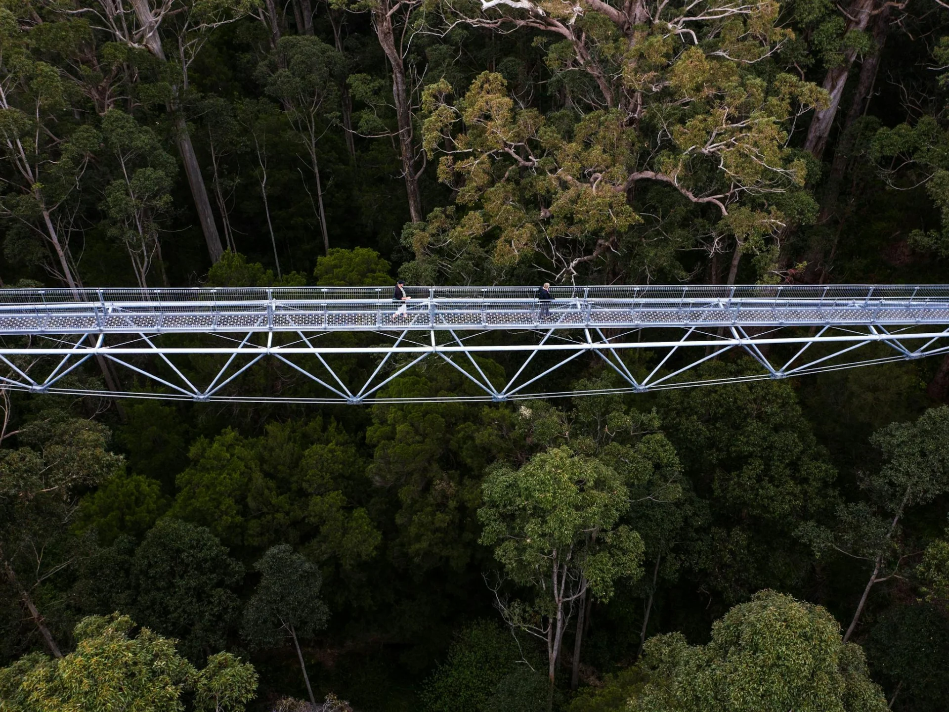 Valley of the Giants, Tree Top Walk