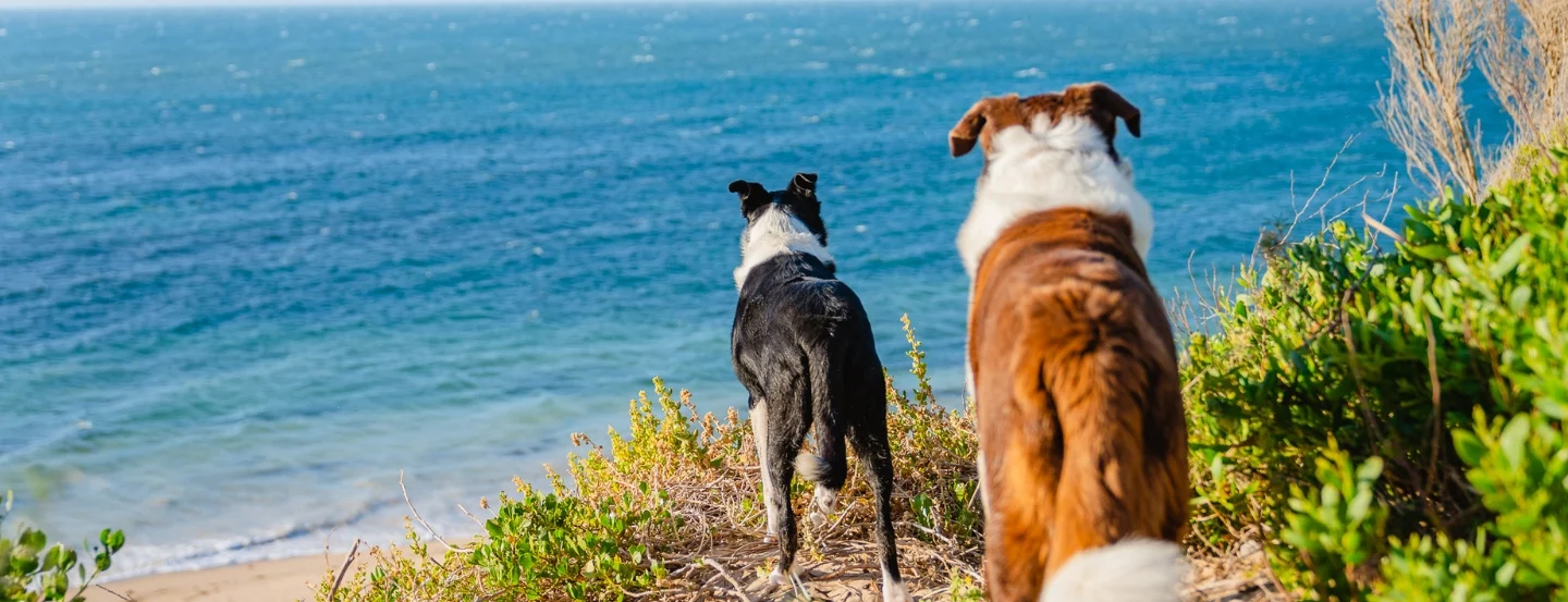 Two dogs stand on a grassy cliff overlooking the ocean. The black and white dog is on the left, while the brown and white dog is on the right. The sea is calm, and the sky is clear.