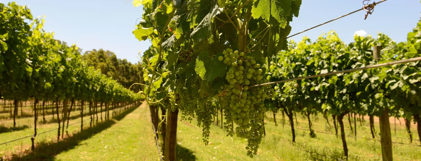 Vineyard scene with rows of lush green grapevines under a clear blue sky. Bunches of unripe green grapes hang prominently in the foreground, with well-maintained grassy paths between the rows.