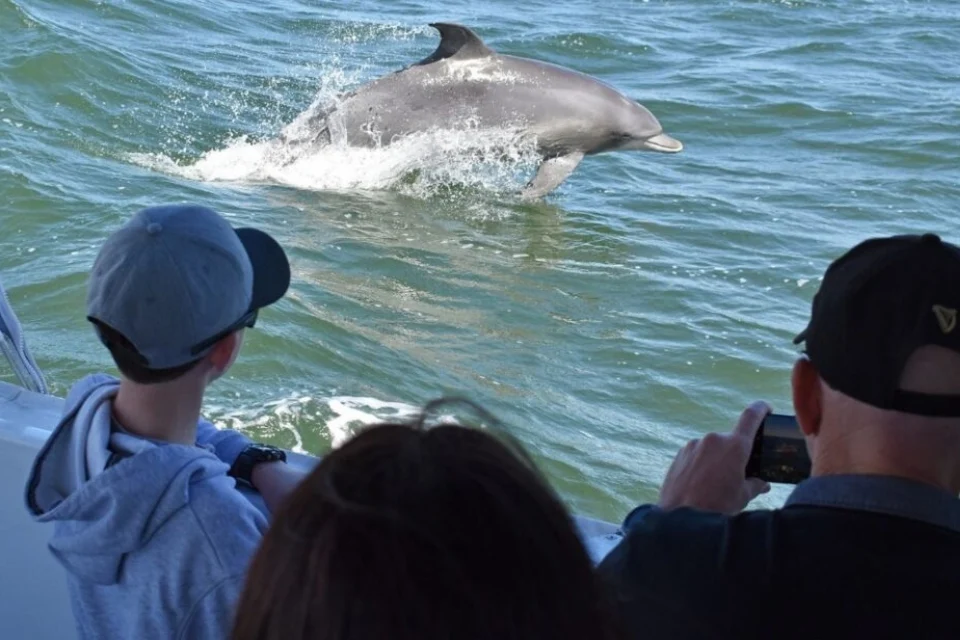 People on a boat observe a dolphin leaping from the water. One person is taking a photo with a smartphone. The water is blue and slightly choppy, with the dolphin in mid-air.