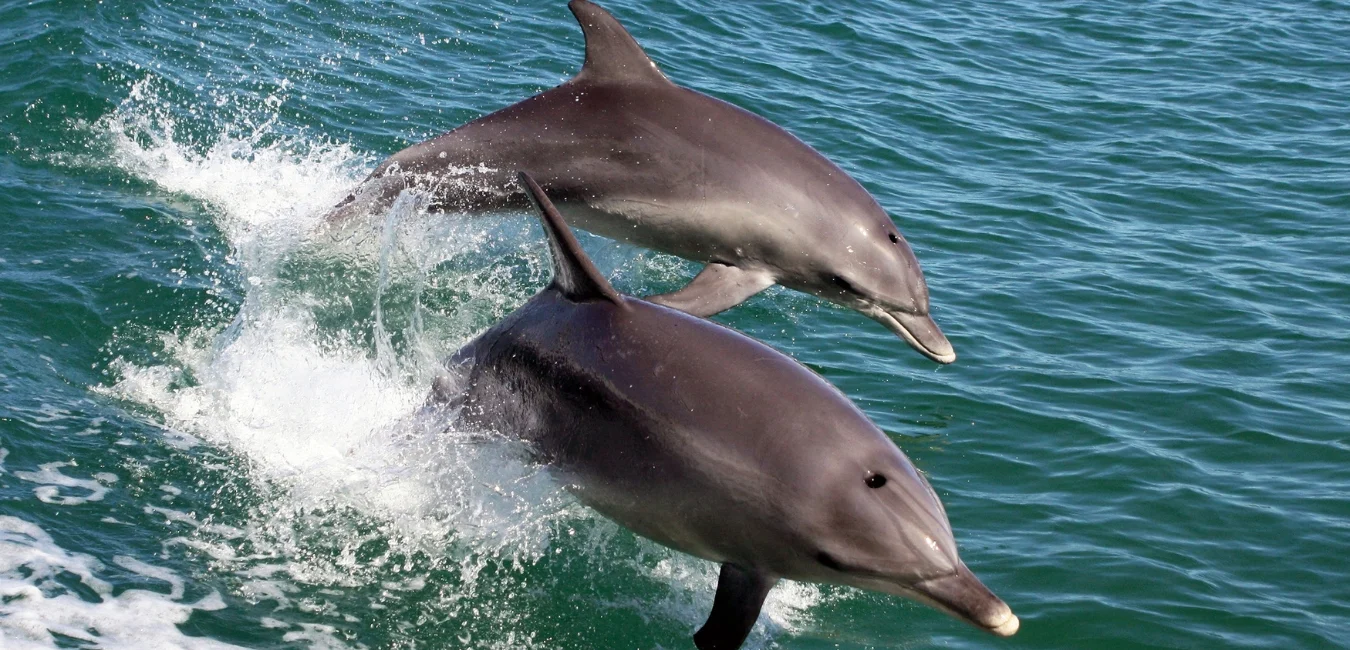 Two dolphins gracefully leap out of the water in unison. The sunlight glistens on their wet skin against a backdrop of deep blue sea, capturing a moment of playful energy and freedom.