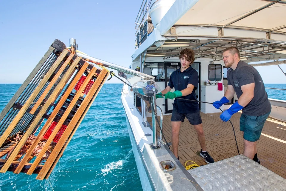 Two people on a boat pulling up a wooden lobster trap from the ocean. They are wearing gloves and casual outdoor clothing. The sky is clear, and the sea is calm, indicating pleasant weather conditions.