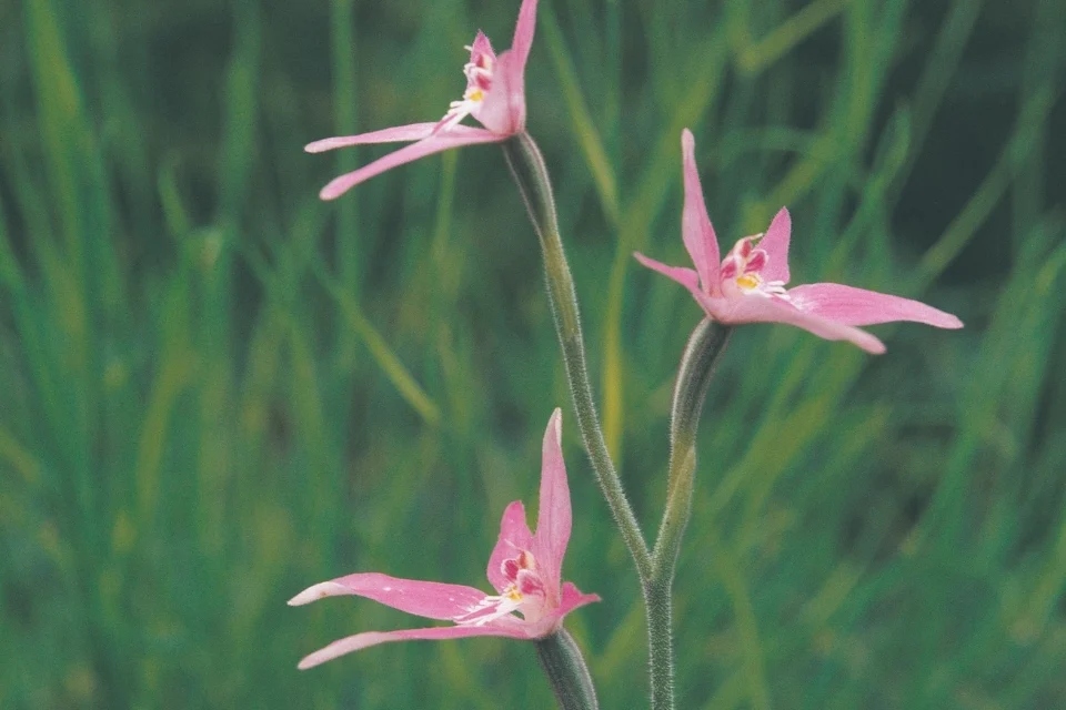 Three delicate pink flowers with slender petals bloom against a backdrop of lush green grass. The flowers have elongated petals radiating outward, creating a star-like shape. The scene conveys a sense of tranquil beauty in nature.