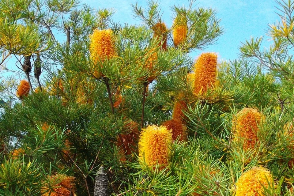 A cluster of vibrant orange and yellow Banksia flowers with spiky green foliage against a clear blue sky. Some flowers have turned brown, and the seed cones are visible among the needle-like leaves.
