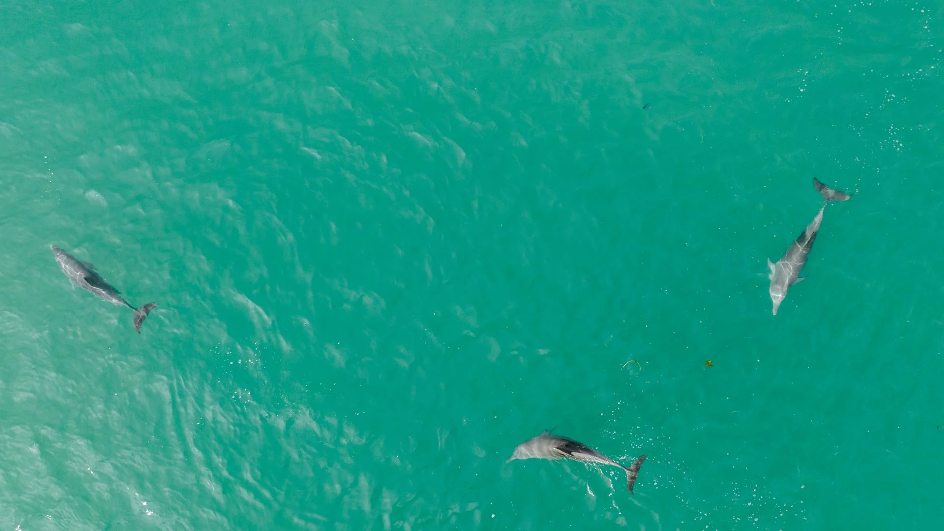 Aerial view of three dolphins swimming separately in clear, turquoise ocean water.