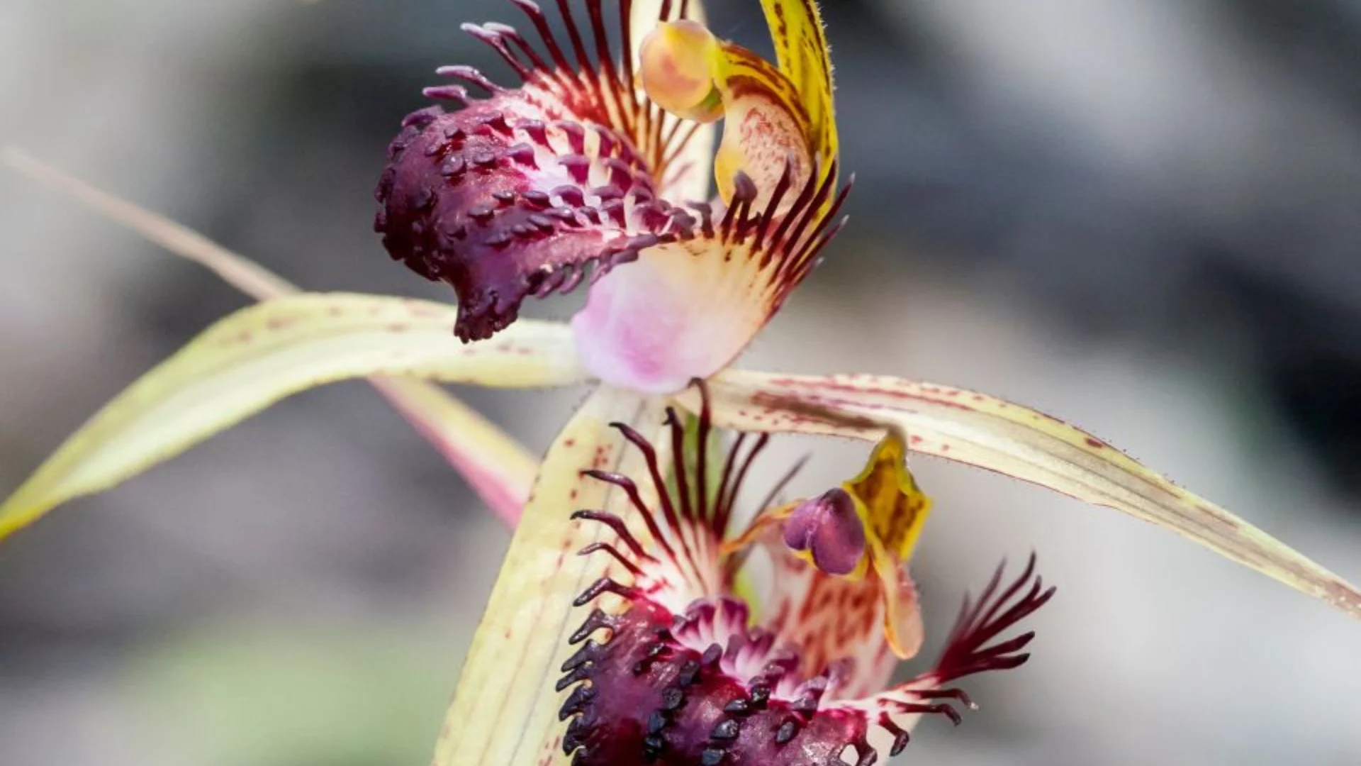 Close-up of a Spider Orchid with delicate yellow petals, intricate maroon and white patterns, and spiky fringes. The intricate details and vibrant colours stand out against a blurred background.