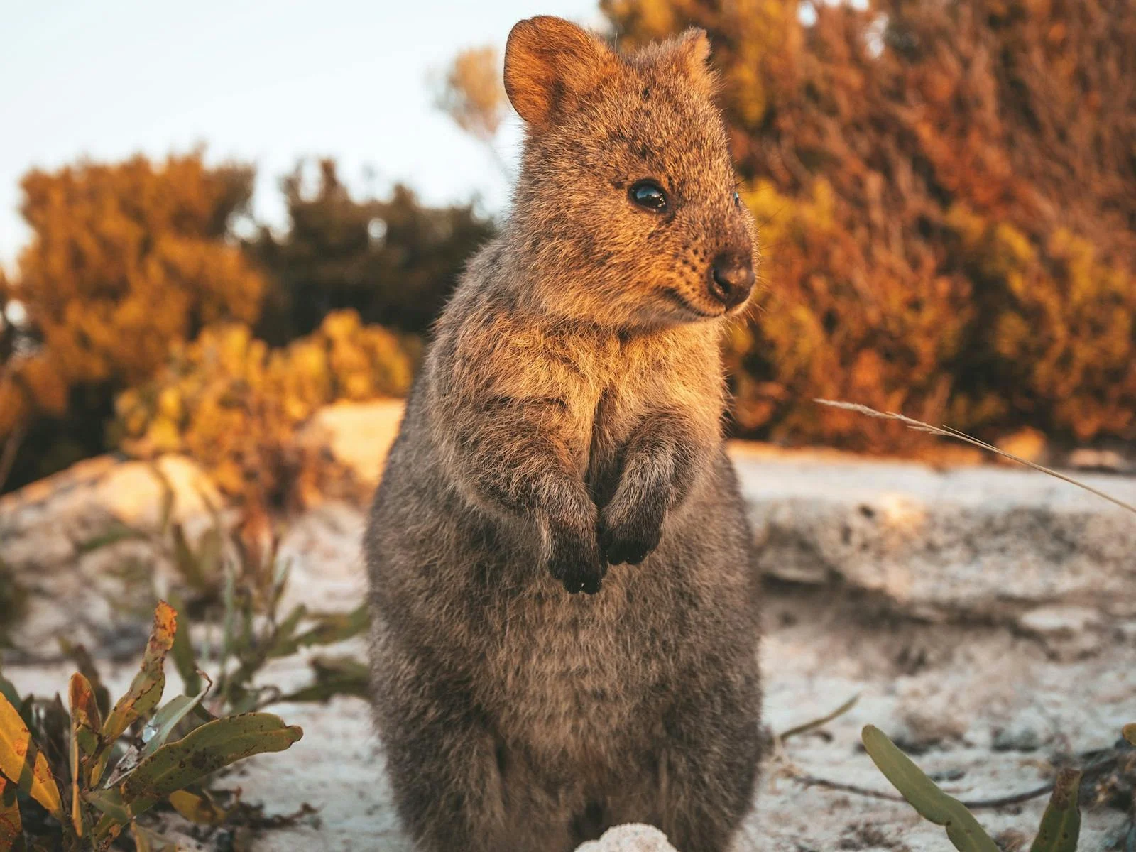 Quokka on Rottnest Island