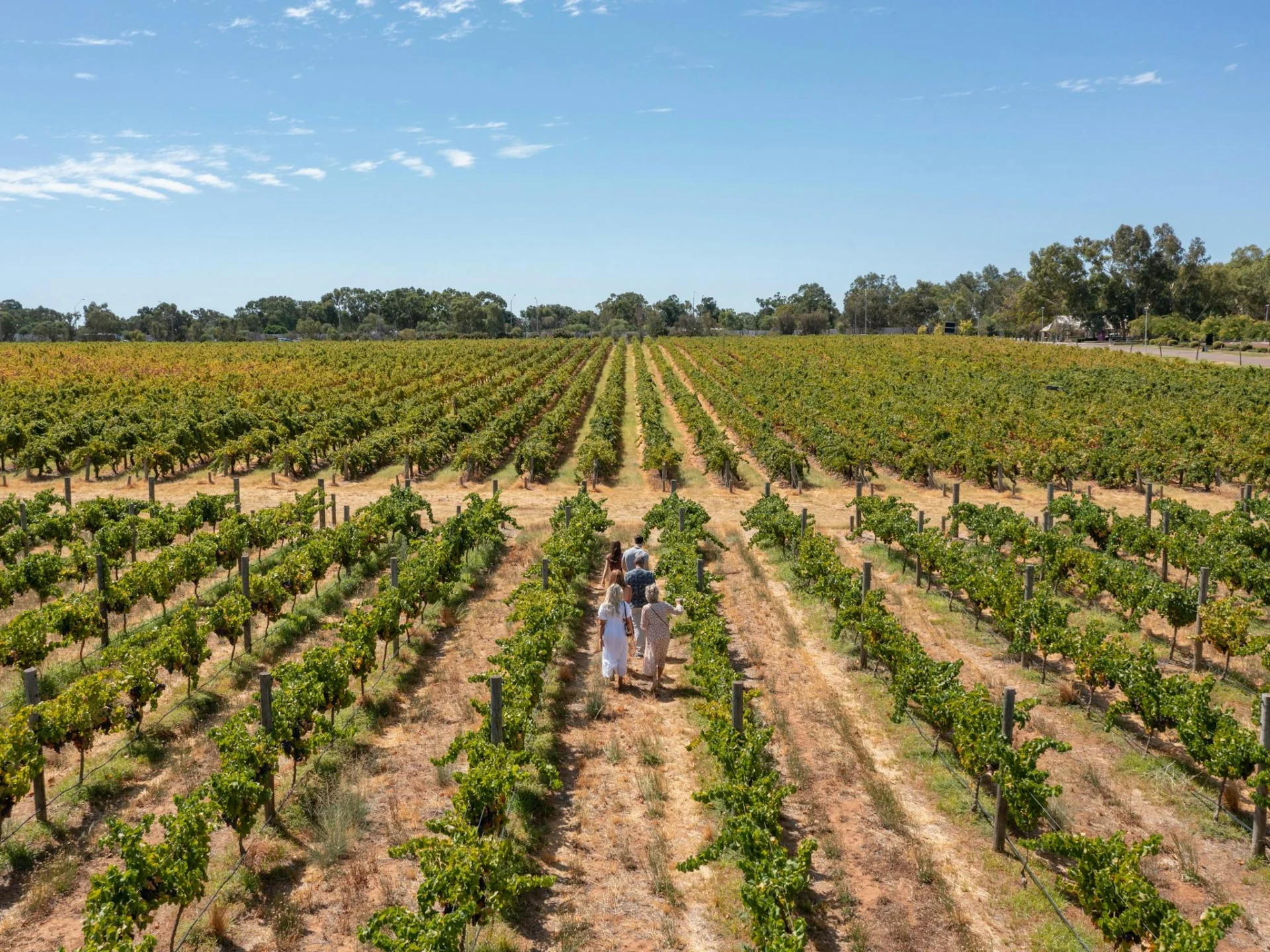 Vineyard tour at Sandalford Wines in the Swan Valley