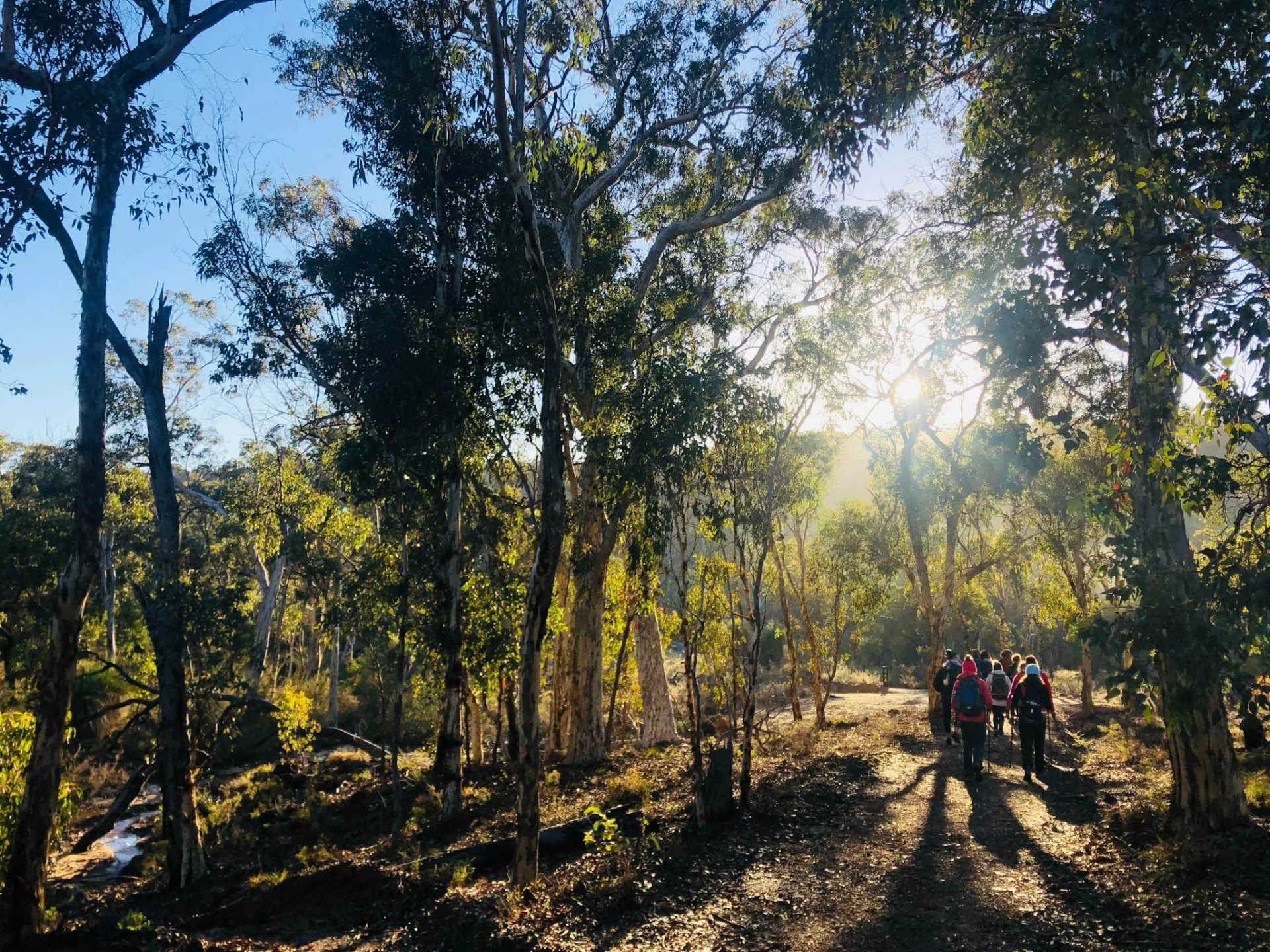 Hikers walking along a trail enveloped by forest