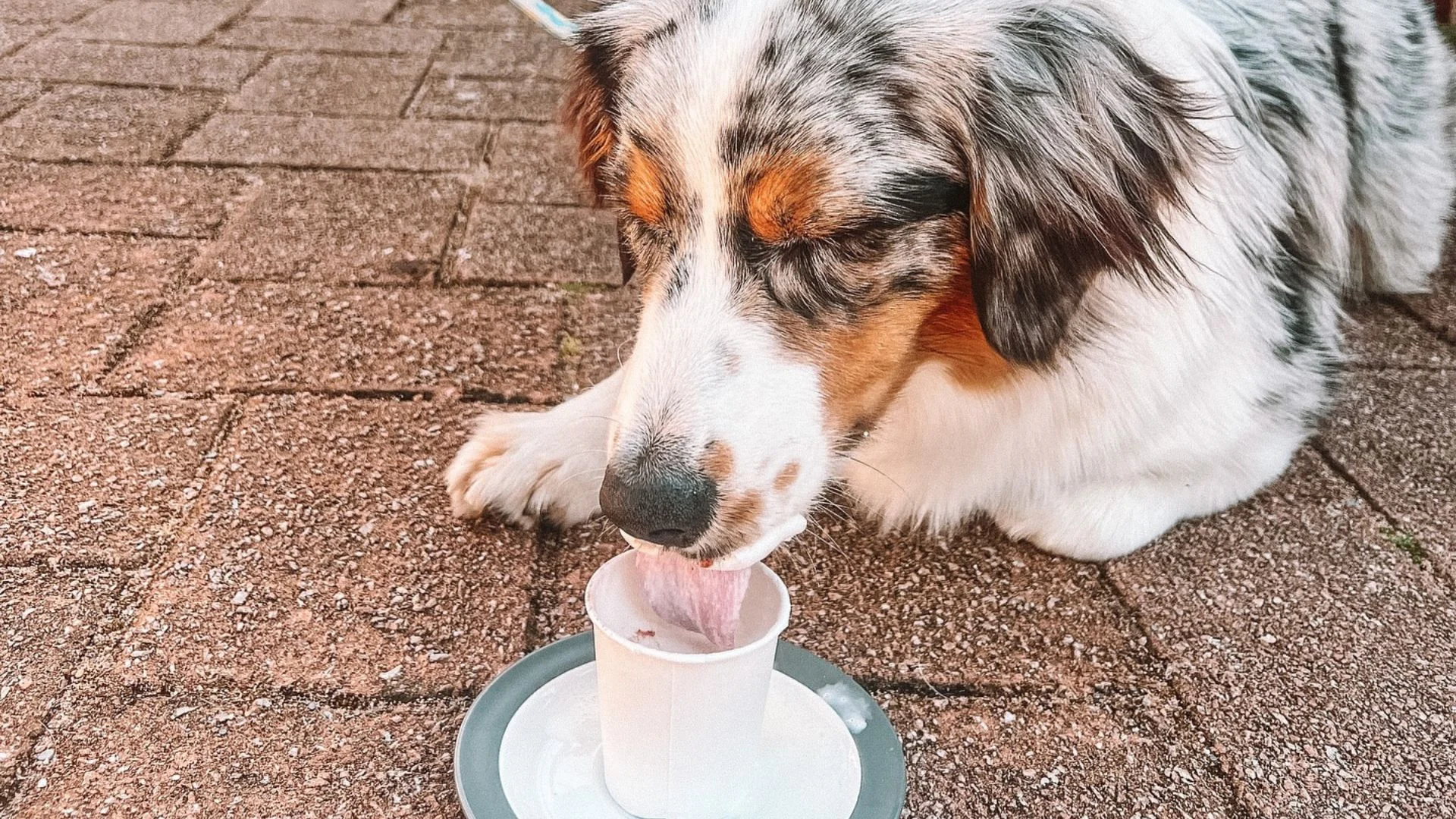 A dog with a merle coat licks frothed milk from a small cup placed on a saucer, lying on a paved outdoor surface.