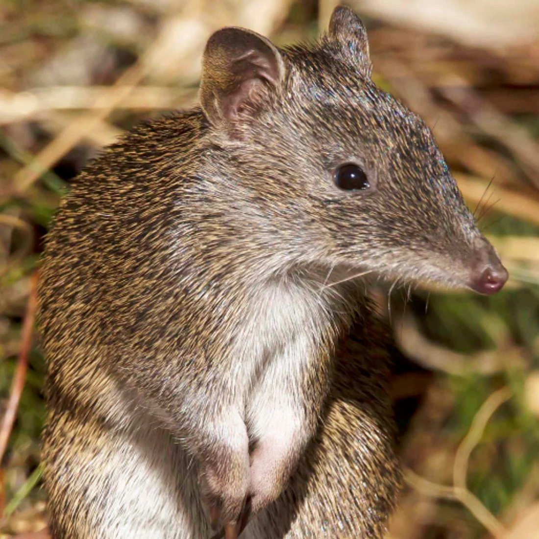 A close-up of a small marsupial with a pointed snout, large dark eyes, rounded ears, brown fur with lighter underparts, and small front paws, standing alert among dry grass and twigs.