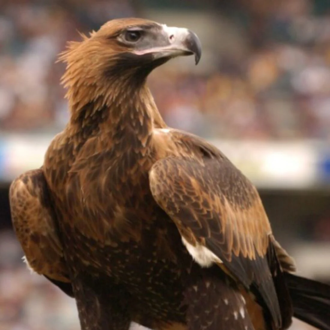 A close-up of a wedge-tailed eagle with brown feathers and a sharp, hooked beak, perched with a stadium crowd blurred in the background.