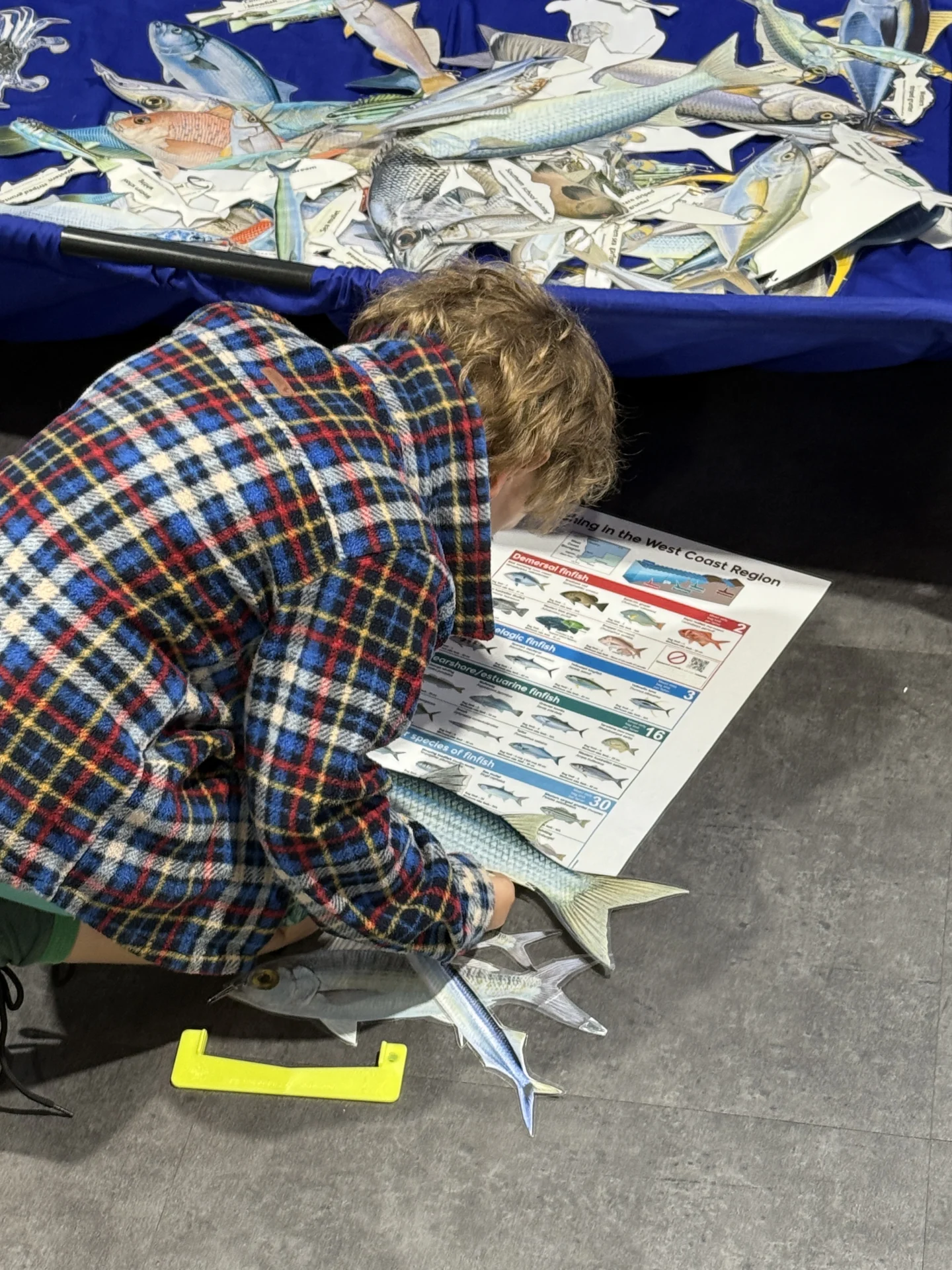 A child in a plaid jacket kneels on the floor, matching paper fish cutouts to a fish identification chart. More fish cutouts and illustrations are spread out on a blue table nearby.