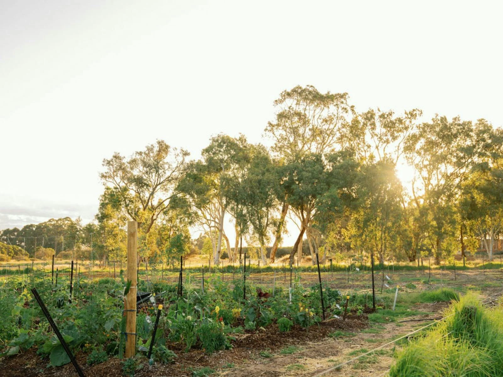 11 Acre Farm