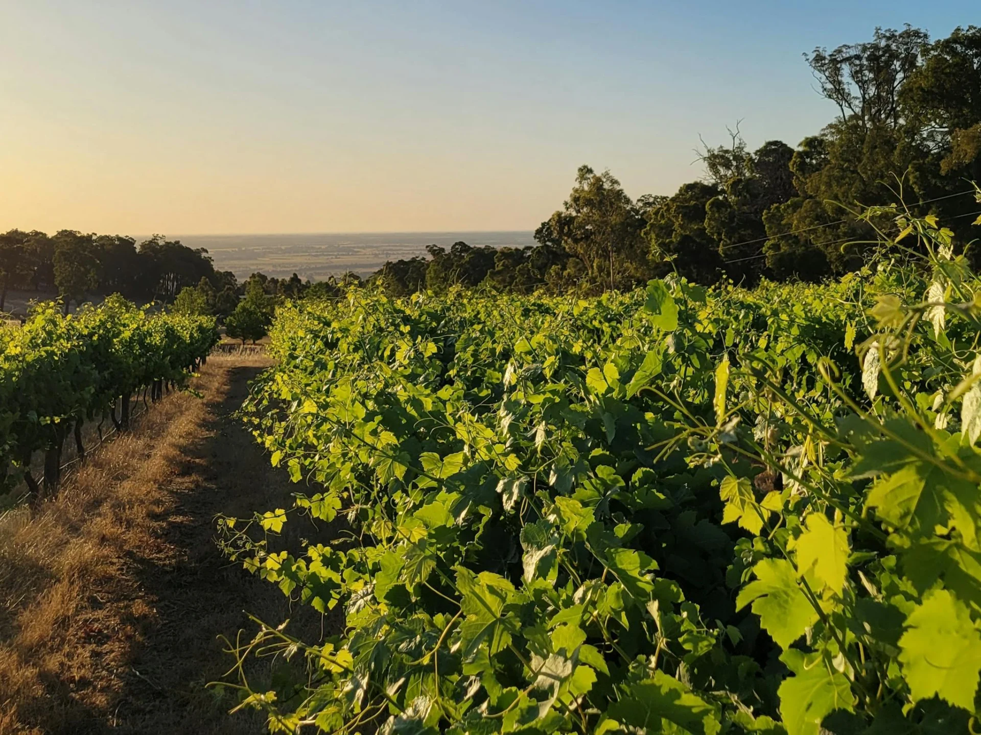 Skipworth Wine Company Shiraz vineyard in the hills of Yarloop with views to the Indian Ocean