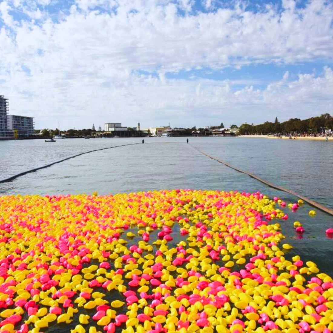 Thousands of yellow and pink rubber ducks float on the water, with a Mandurah's city skyline and foreshore in the background under a cloudy blue sky.