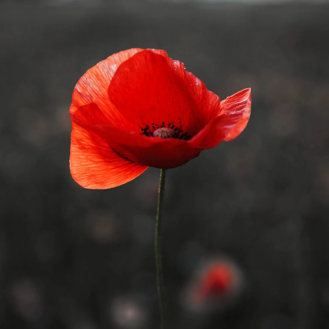 A single bright red poppy flower with delicate petals stands out against a dark, blurred background, drawing attention to its vibrant color and fine details.