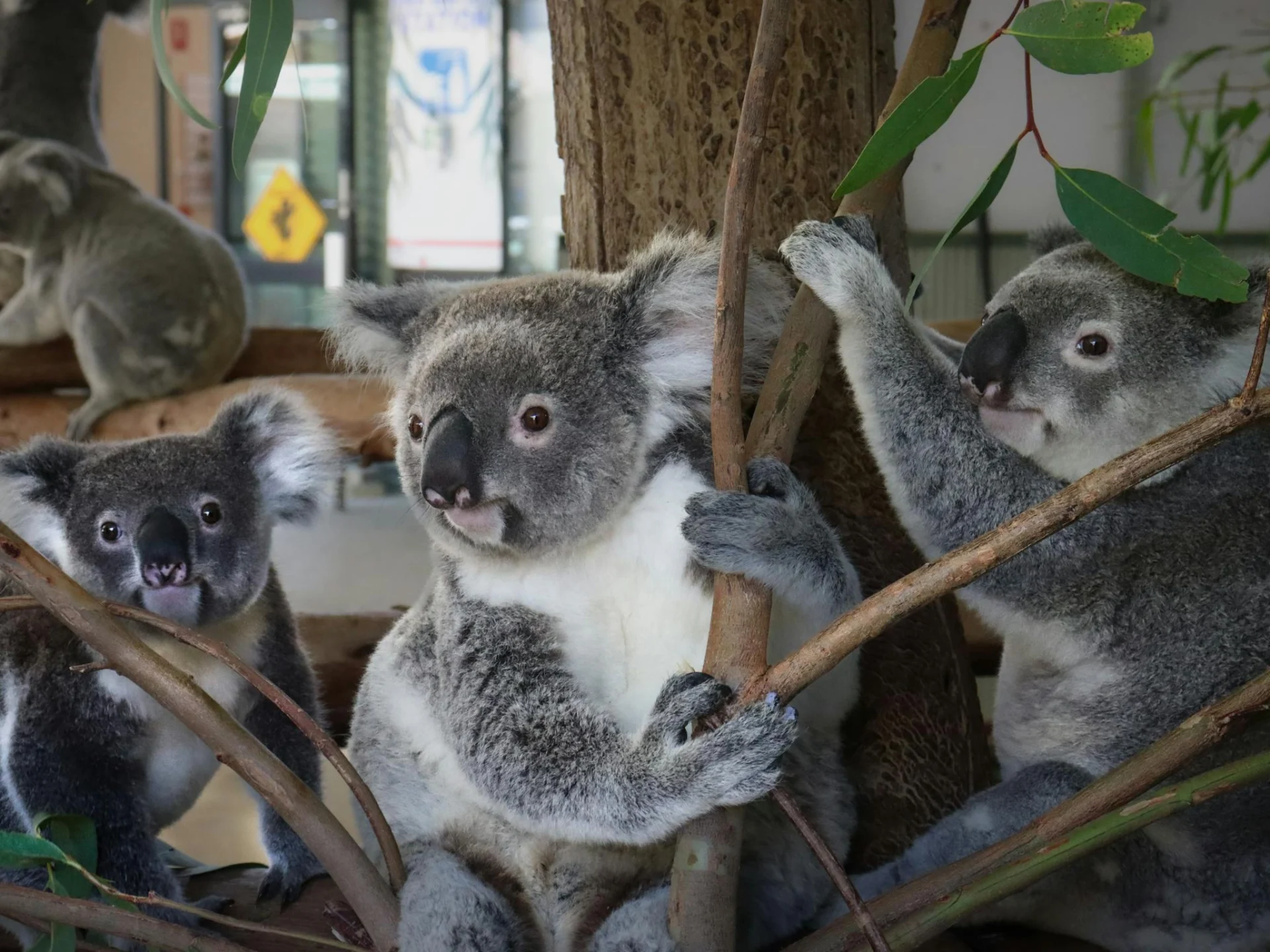 Three koalas sit together on branches, surrounded by green leaves. One koala clings to a tree trunk, another looks toward the camera, and the third holds onto a branch. A blurred background shows signs and another koala.