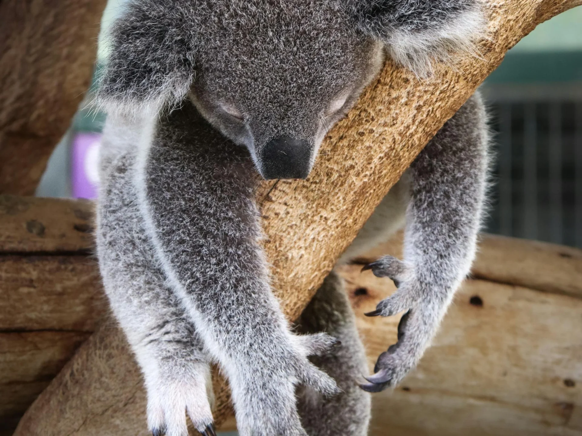 A koala with gray fur is sleeping while draped over a tree branch, with its arms and claws hanging loosely on either side.