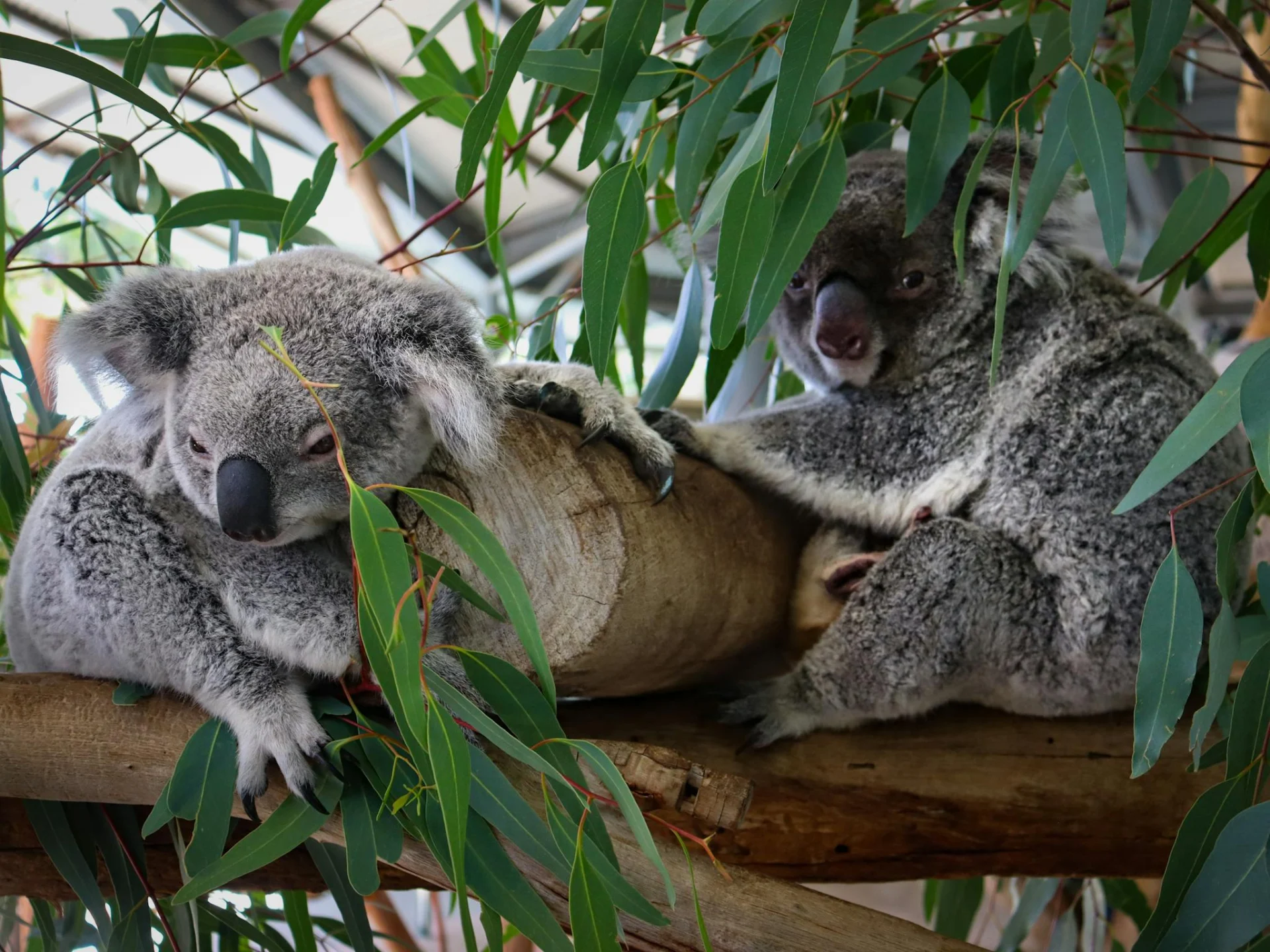 Two koalas are resting on tree branches surrounded by eucalyptus leaves. One koala is lying down with its eyes closed, while the other sits upright, looking toward the camera.