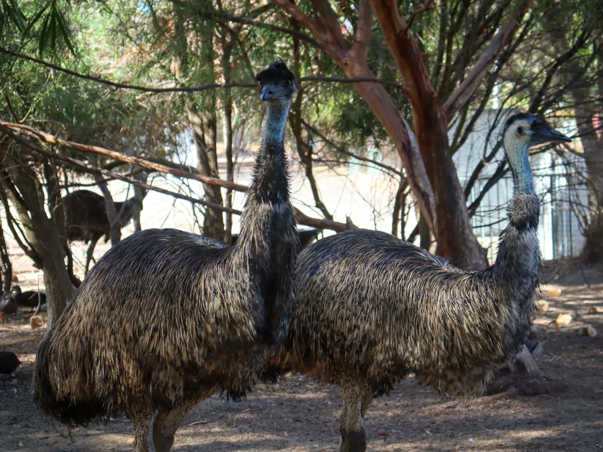 Two emus with brown and gray feathers stand on dirt ground in front of trees and a metal fence in an outdoor, shaded setting.