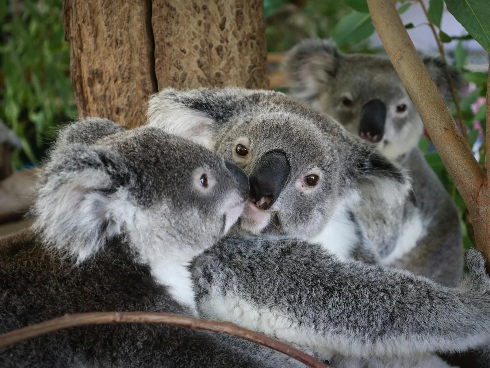 Three gray koalas cuddle together among tree branches and leaves, with two in the foreground facing each other closely and a third koala observing from behind.