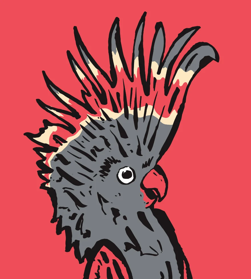 Illustration of a black cockatoo with a red patch on its crest and red-tipped wings, set against a solid pink background. The birds crest is raised, and it has a prominent beak and expressive eye.
