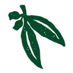 A simple, green, hand-drawn illustration of three elongated leaves and two small round fruits on a short stem, set against a white background.