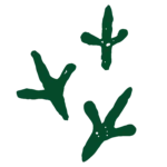 Three green, stylized emu footprints are arranged on a white background, facing different directions.