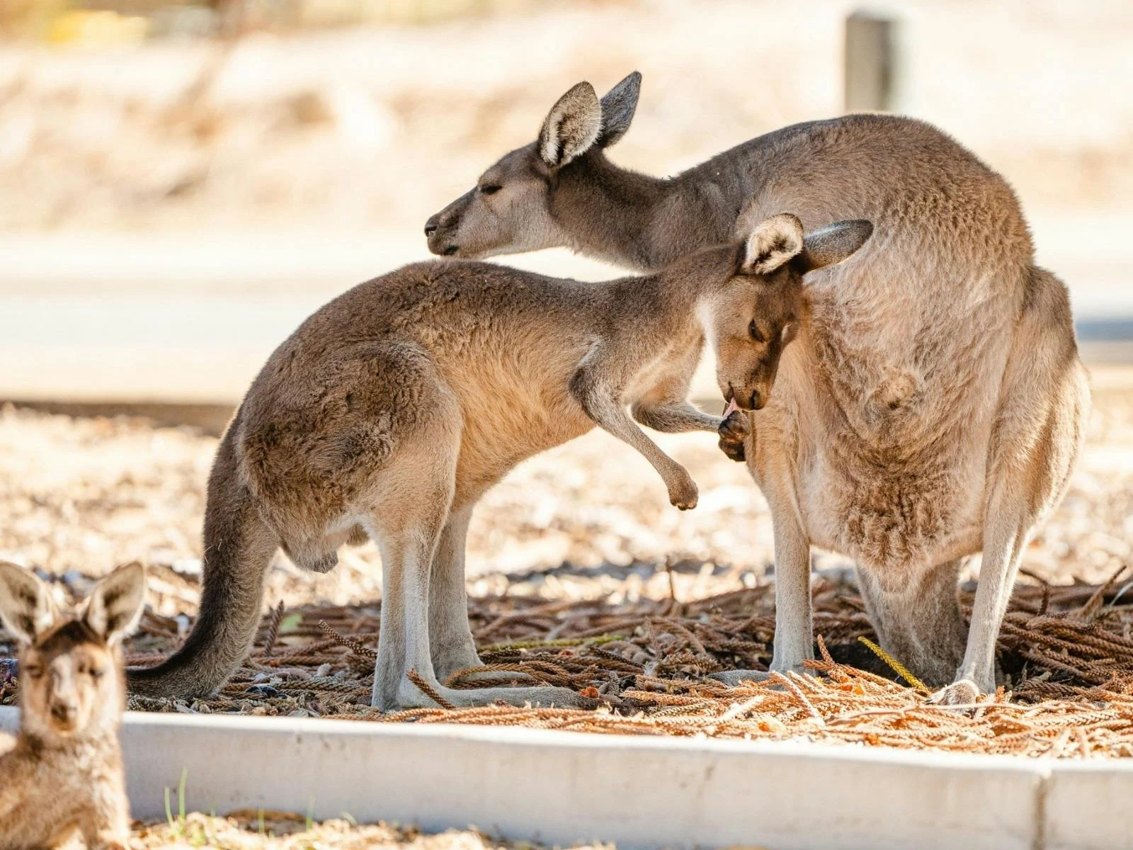 Kangaroos grazing at Melros Reserve in Dawesville