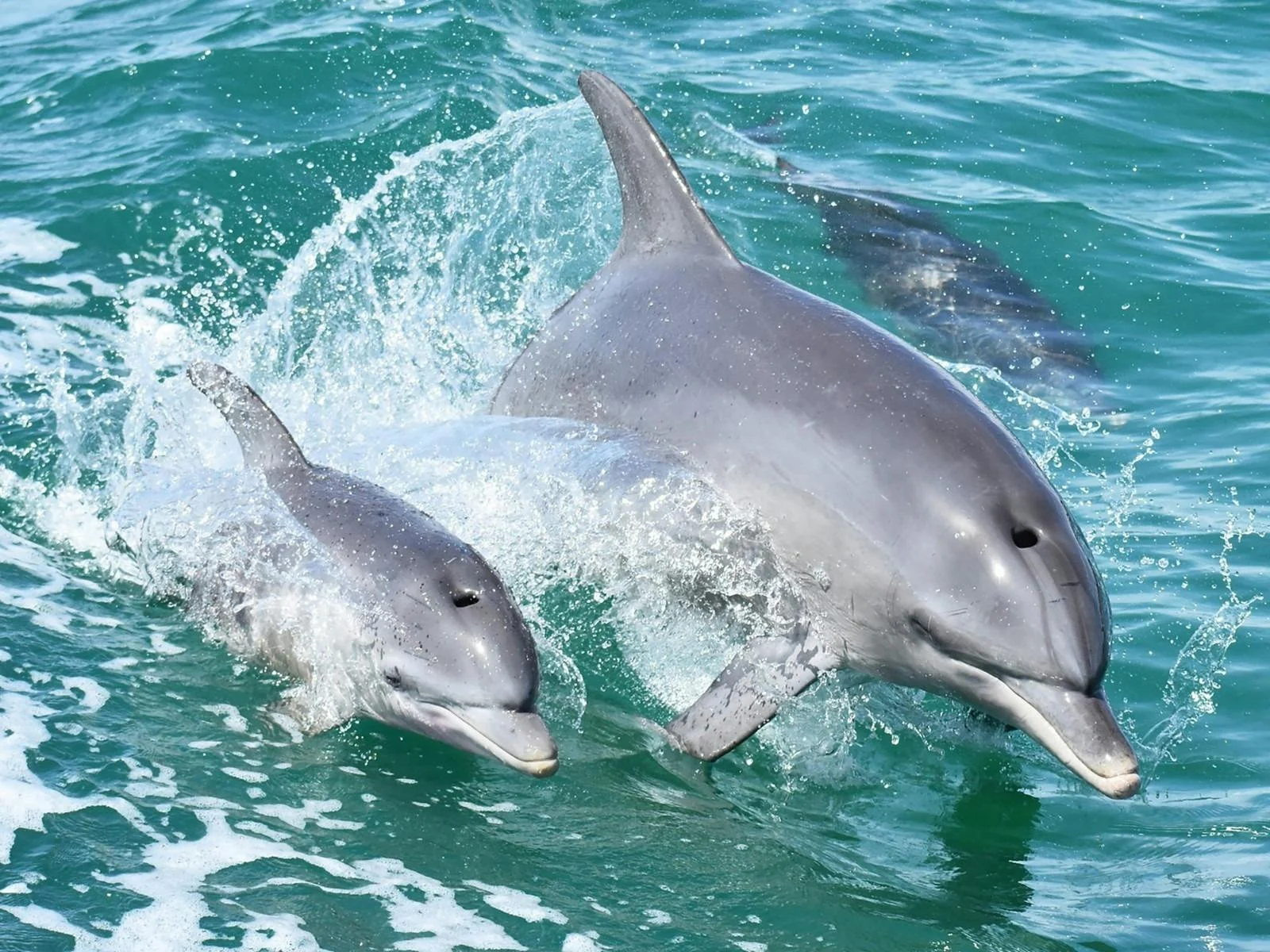 Dolphin Cruise in Mandurah