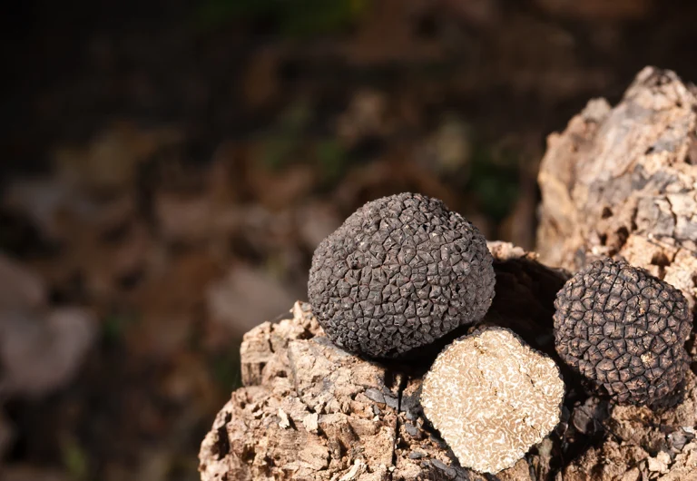 Two black truffles rest on a rough, brown piece of wood. One truffle is whole, while the other is sliced open, revealing a light, marbled interior. The background is blurred and earthy.