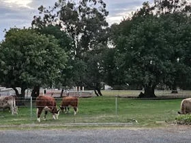 Logue Brook Camping Retreat & Farm