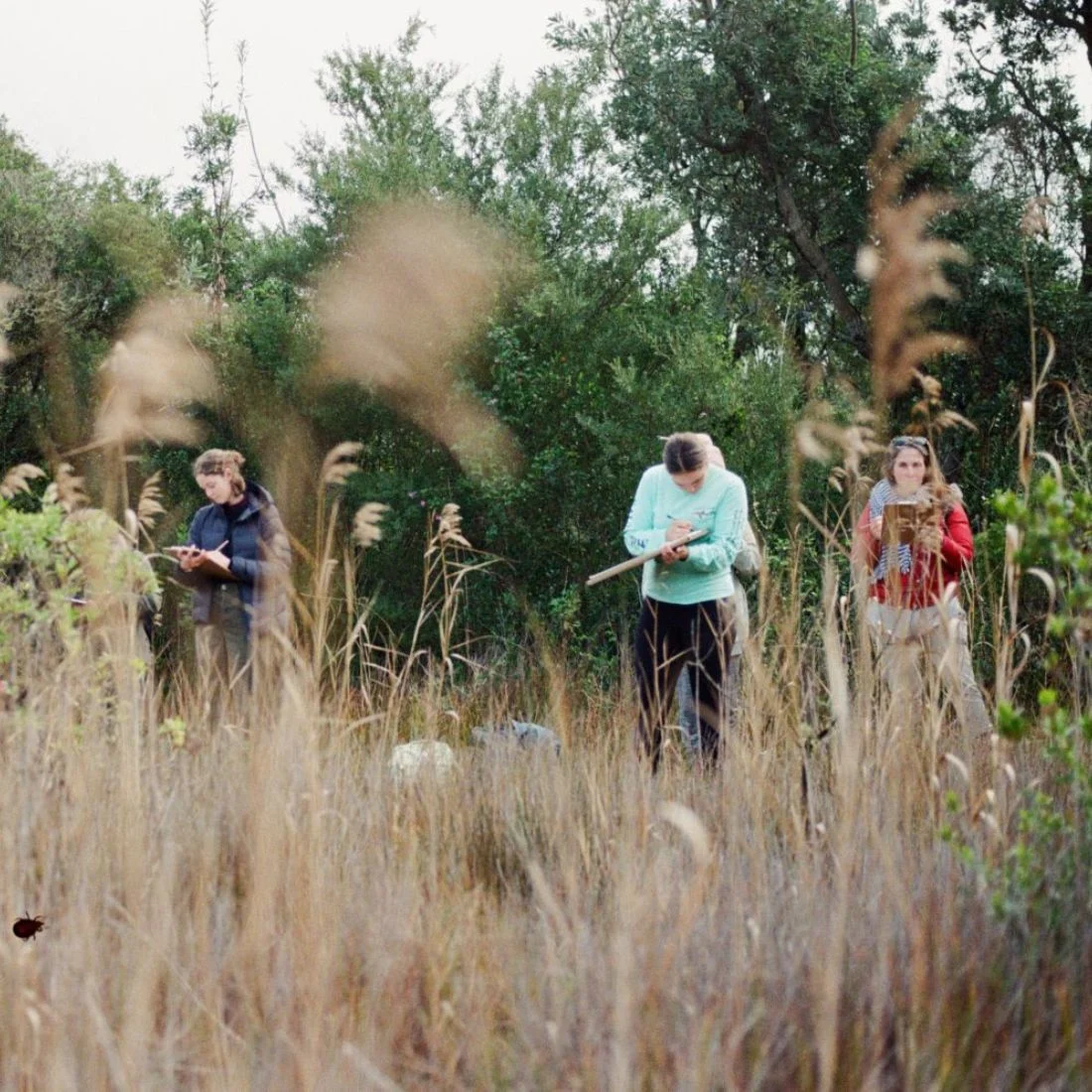 People walk along a grassy field with tall, dry reeds in the foreground, surrounded by green trees and shrubs under an overcast sky.