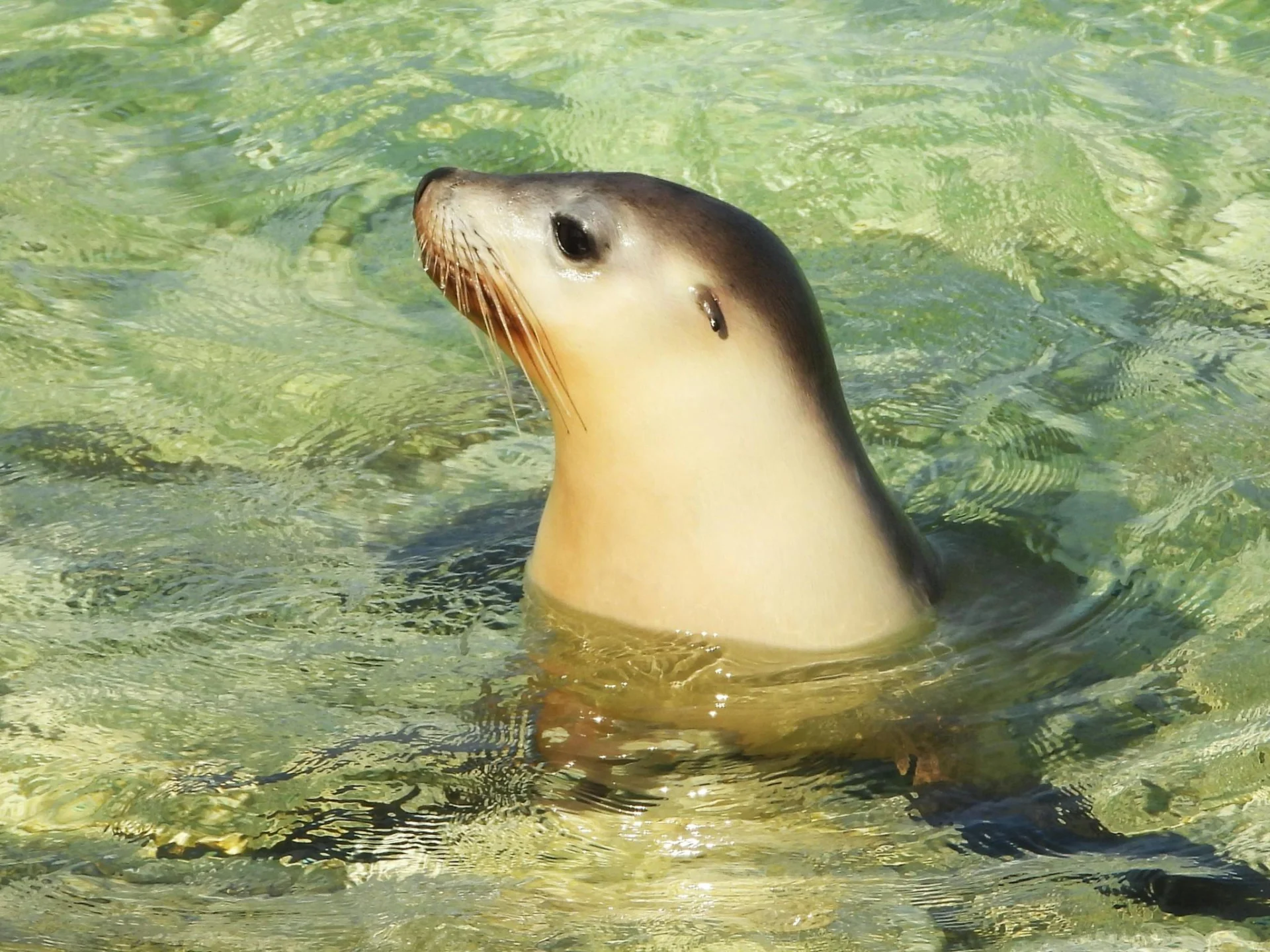 Seal