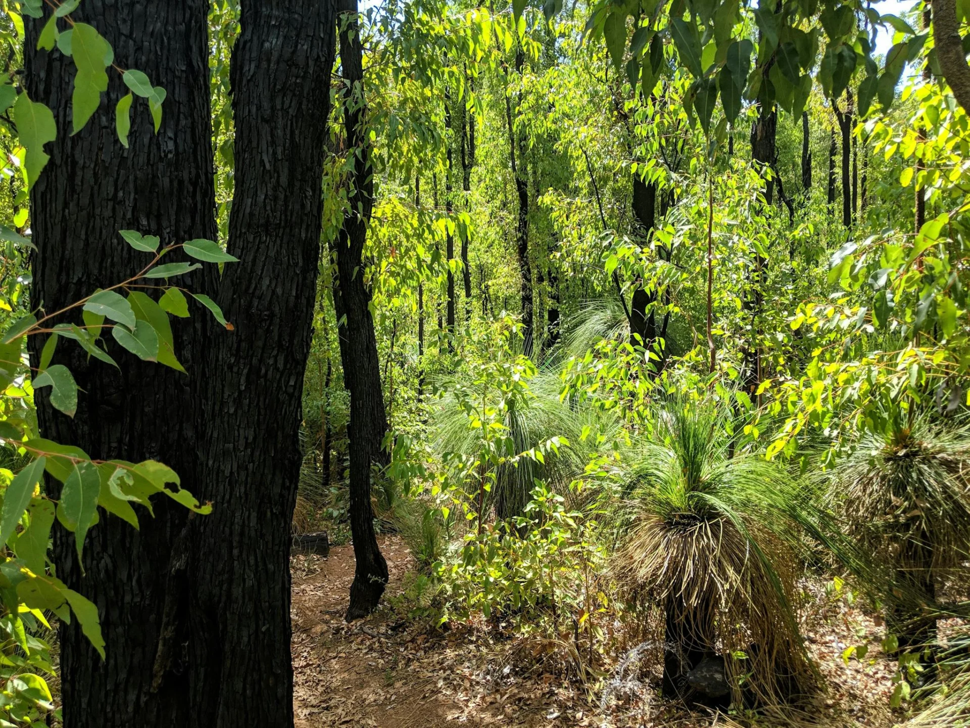 Lloking through the trees and green of a forest.