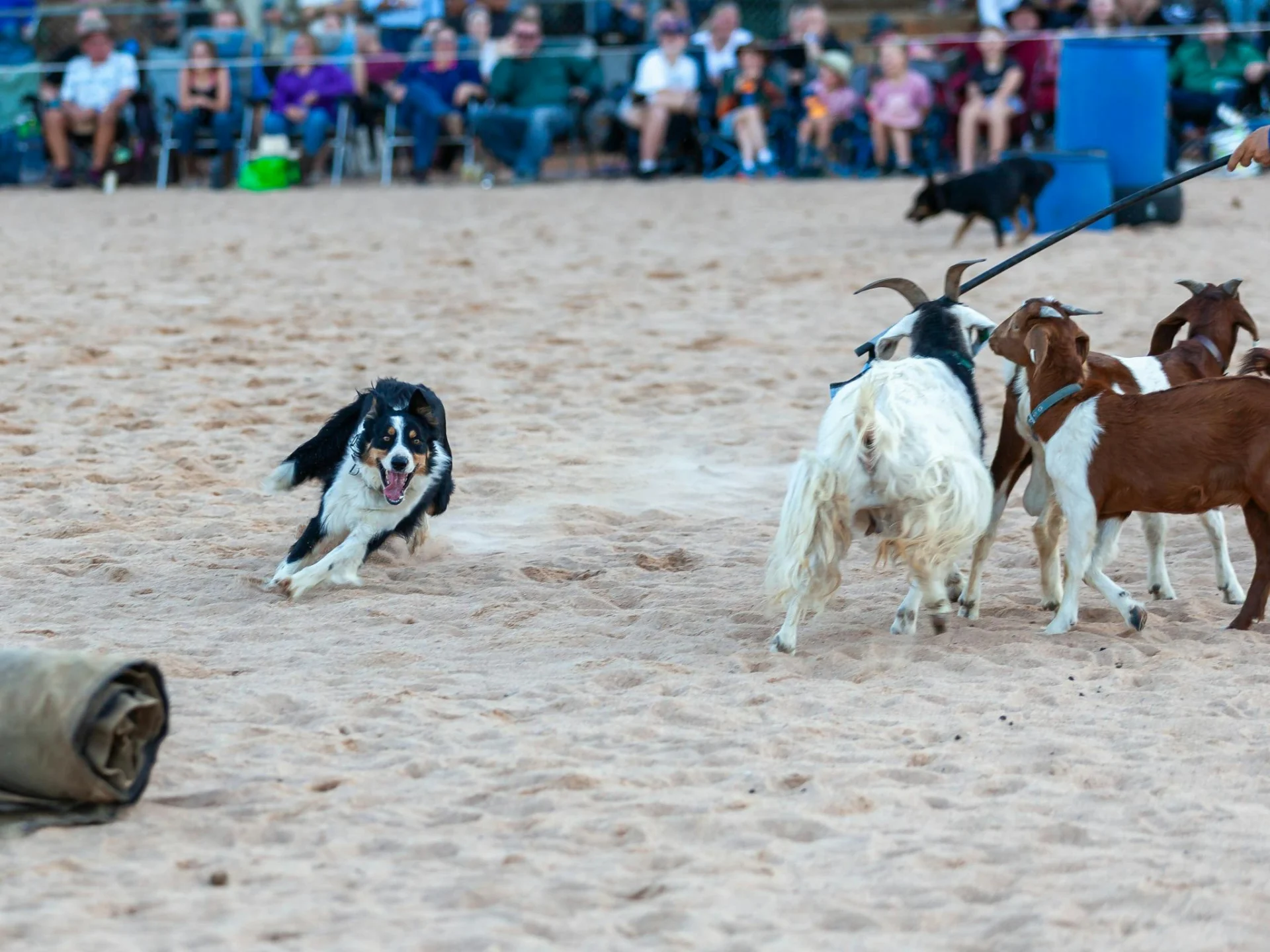 Working dog demonstration