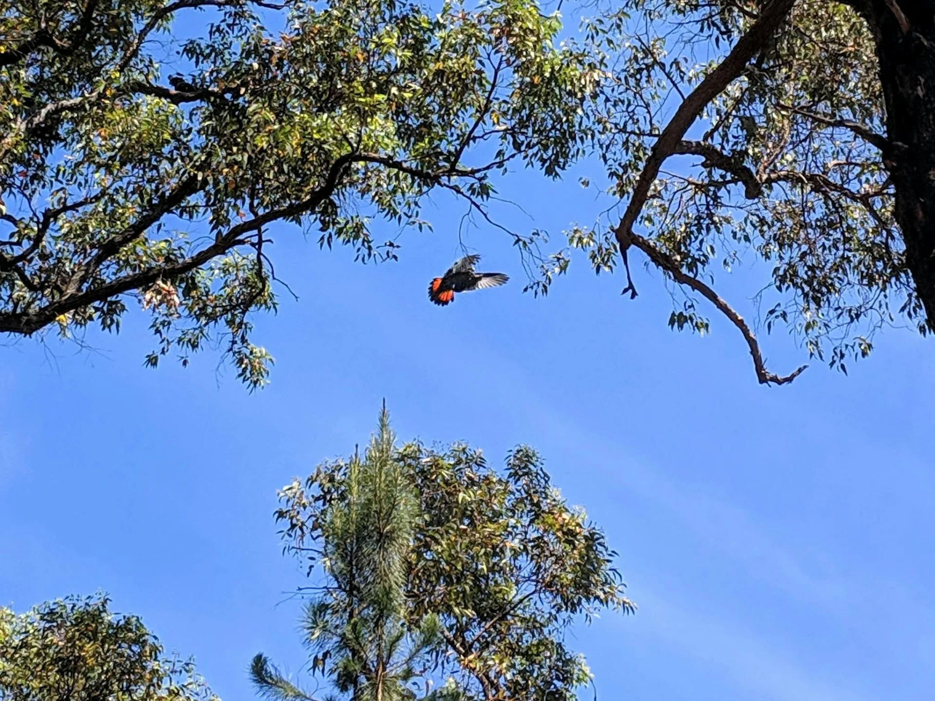 Red tailed black cockatoo flying high in the blue sky.