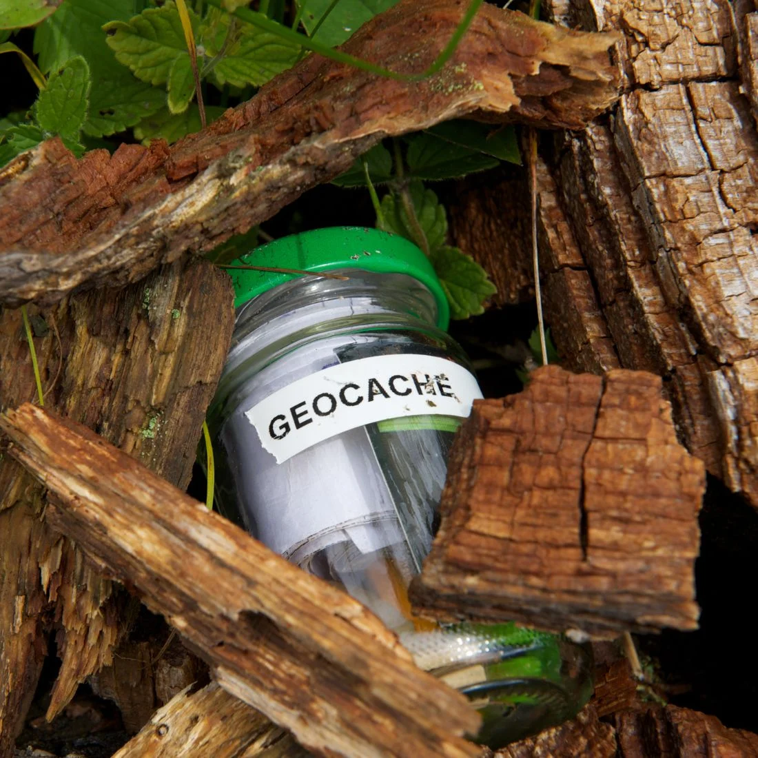 A labeled geocache container partially hidden among pieces of decaying wood and surrounded by green leaves.