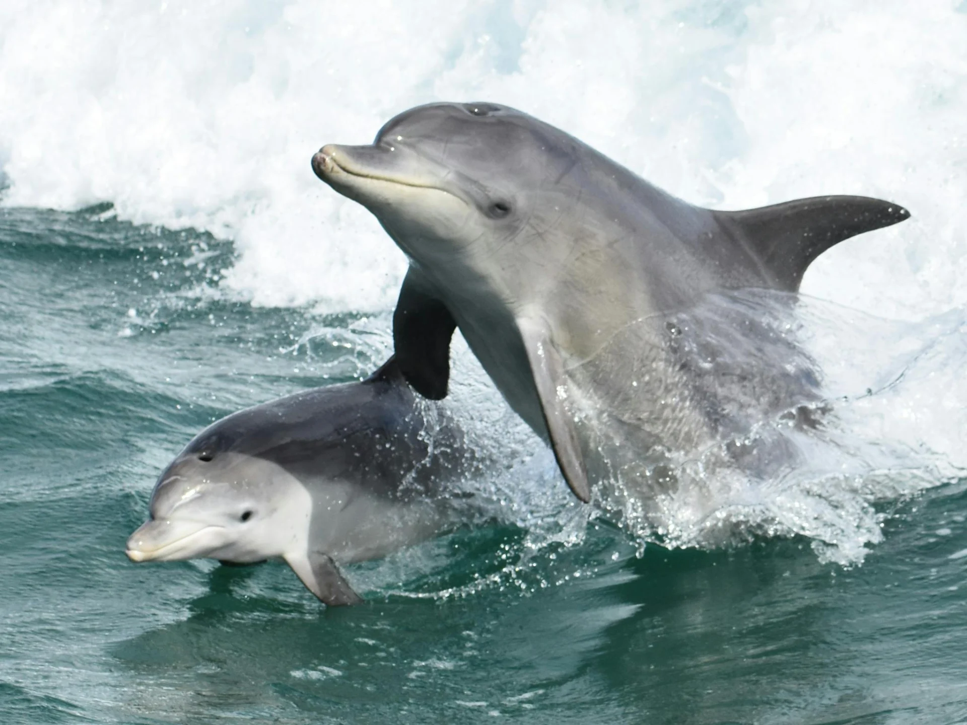 Two wild bottlenose dolphins leaping clear of the water in the Peel-Harvey Estuary