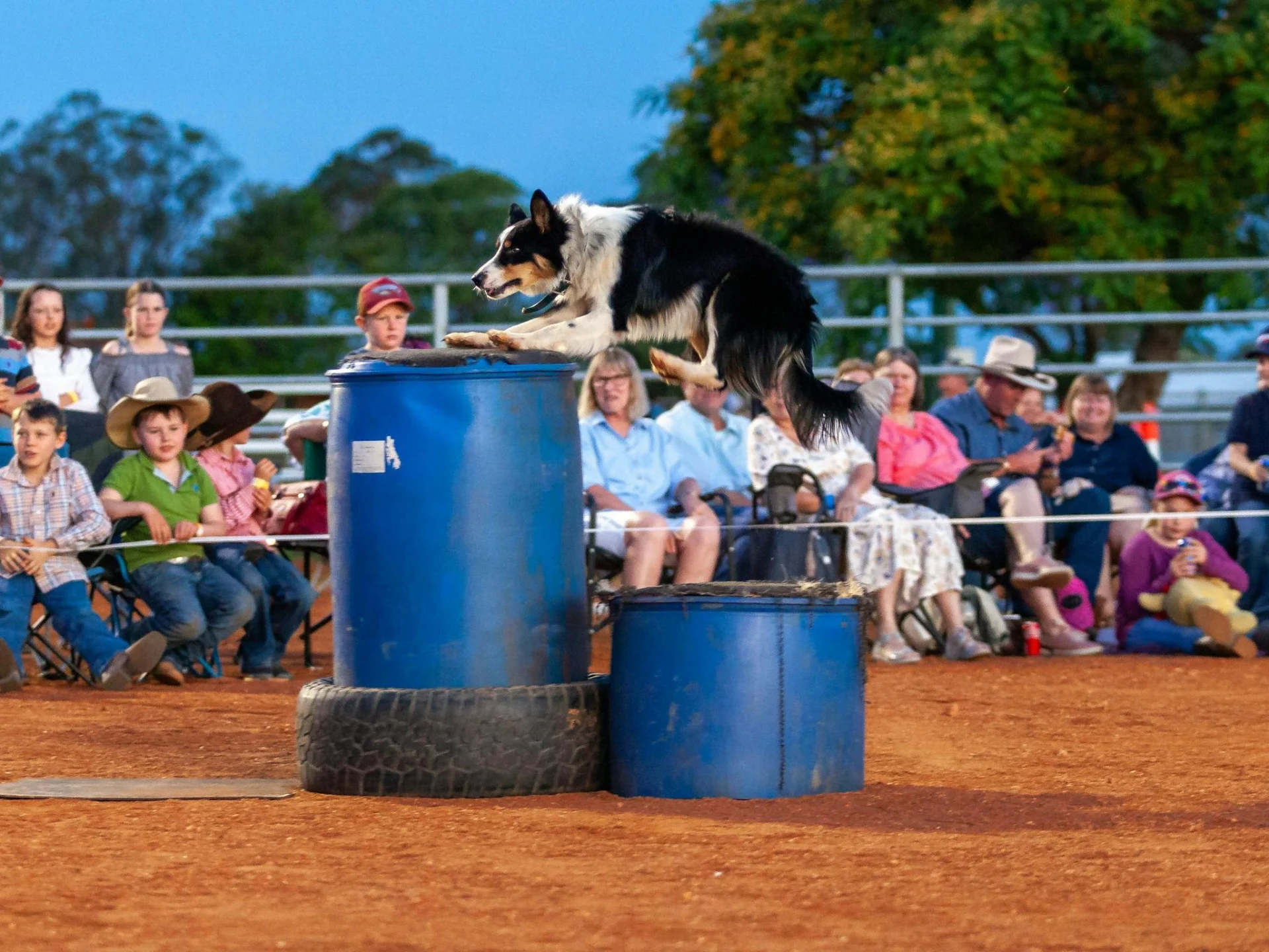 Shep jumping onto a drum during a show