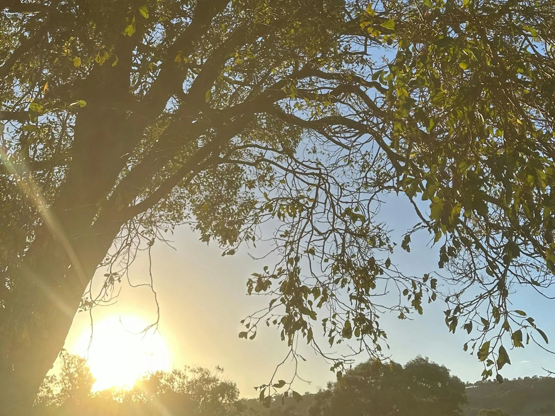Yoga on the Farm